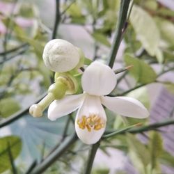 Close-up of fresh white flowers blooming on tree