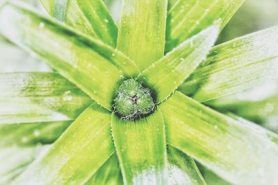 Close-up of green plant