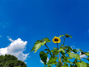 Low angle view of flowers against blue sky