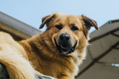 Close-up portrait of dog looking at camera