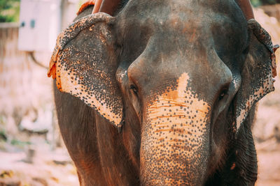 Close-up of elephant