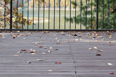 Close-up of fallen maple leaves in water