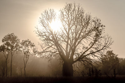 View of tree during sunset