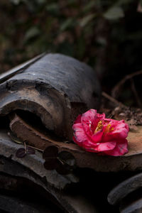 Close-up of flowers