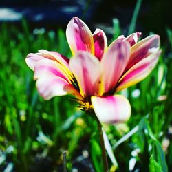 Close-up of crocus blooming outdoors