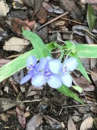 High angle view of crocus blooming on field