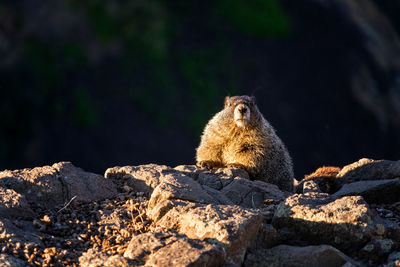 Squirrel sitting on rock