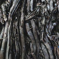 Full frame shot of tree trunk