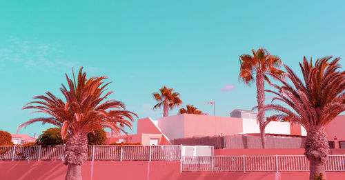 Low angle view of palm trees against clear blue sky