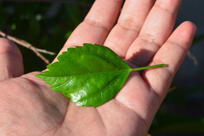 Close-up of hand holding leaves