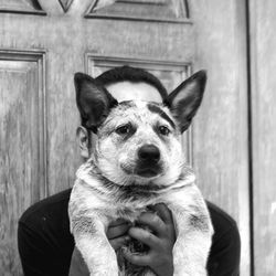 Portrait of dog sitting outdoors