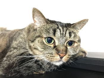 Close-up portrait of cat