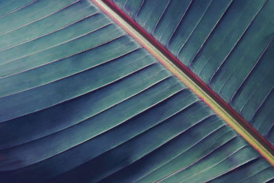 Full frame shot of palm leaf