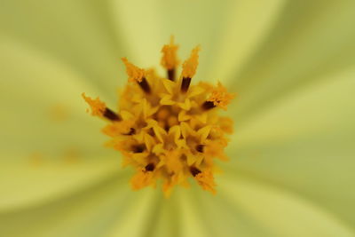 Close-up of yellow flower