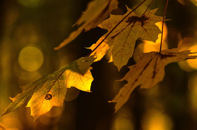 Close-up of yellow maple leaves against blurred background