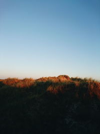 Scenic view of landscape against clear sky