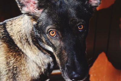 Close-up portrait of black dog