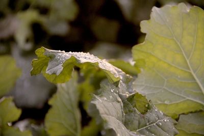 Close-up of leaves