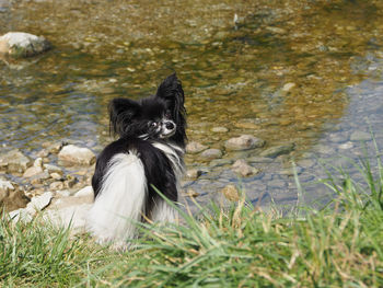 Black cat sitting on rock