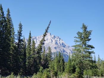 Low angle view of pine trees against blue sky