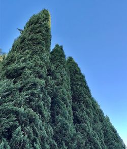 Low angle view of tree against blue sky