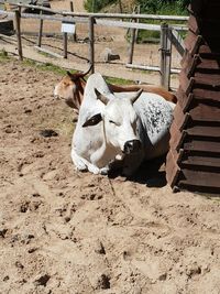 High angle view of cow on field