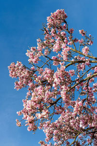 Low angle view of cherry blossoms against sky