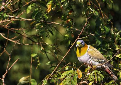 Bird perching on a tree