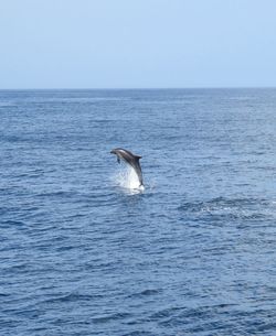 View of a dolphin in the sea