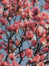 Low angle view of cherry blossoms in spring