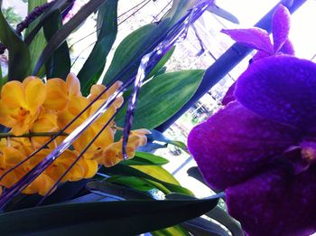 Close-up of purple flowering plant