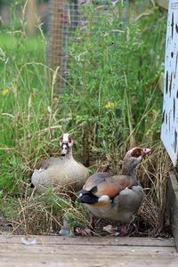 Ducks in a grass