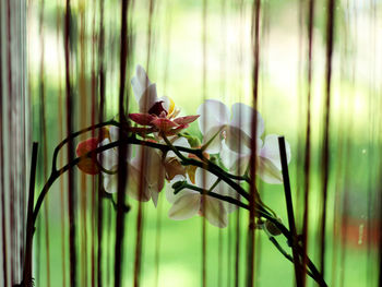 Close-up of red flowering plant