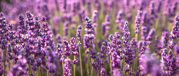 Banner with lavender flower field at sunset rays