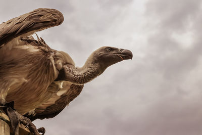 Low angle view of vulture against sky