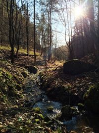 Sun shining through trees on sunny day