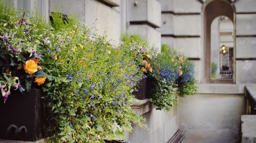 Close-up of colorful flowering plant against house