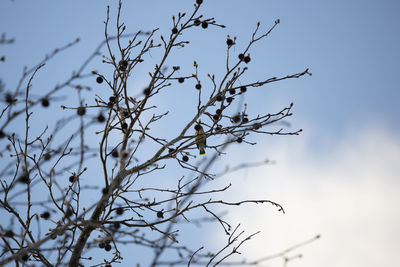 Low angle view of bare tree against sky