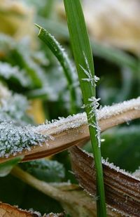 Close-up of plant