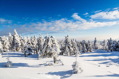 Trees on snow field against sky during winter