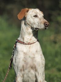 Close-up of dog outdoors