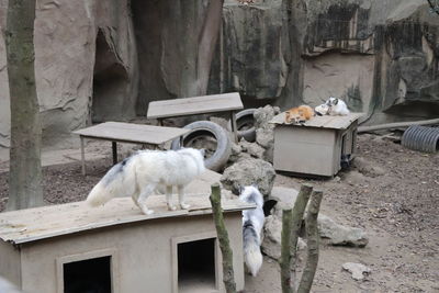 View of a cat on wooden wall of building