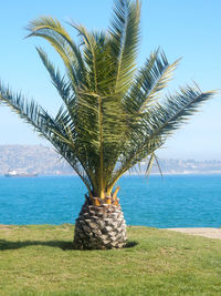 Palm tree by sea against sky