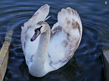 High angle view of swans swimming in lake