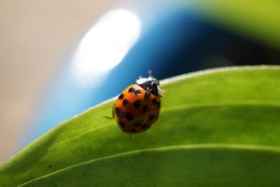 Close-up of ladybug on plant