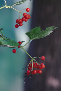 Close-up of red berries growing on tree