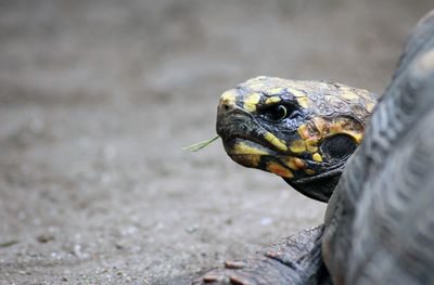 Close-up of turtle