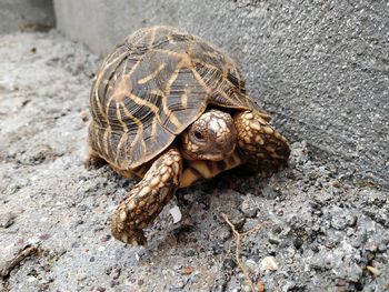 High angle view of baby turtle on rock