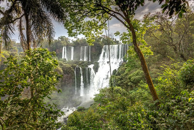 Scenic view of waterfall in forest