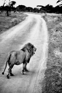 Dog on dirt road